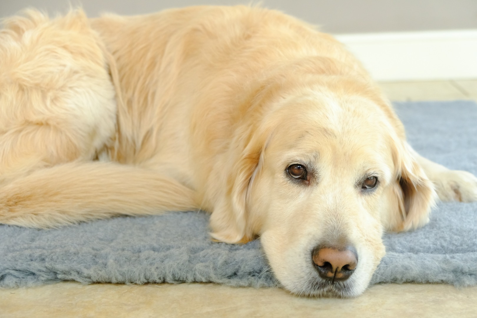 Traditional Grey Vet Bedding roll whelping fleece dog puppy pro bed