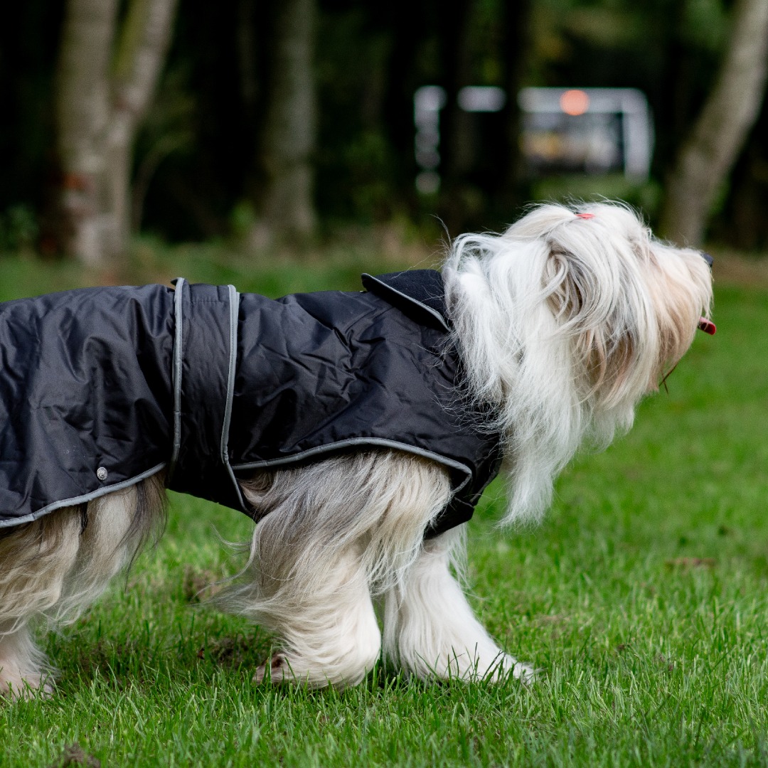 Ancol muddy paws waterproof dog coats best sale