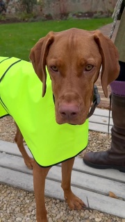 Hi-visibility Waterproof Dog Safety Coat  Waterproof Fabric. Fluorescent Yellow