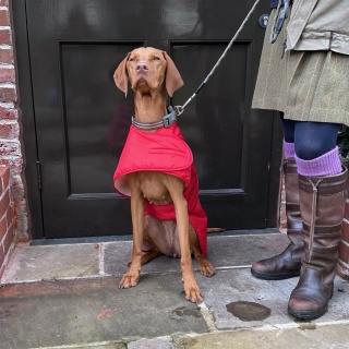 Waterproof Furlined All-Weather Dog Coat Made In England