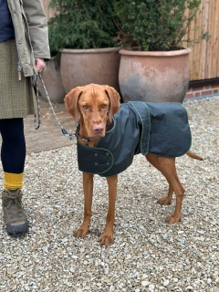 Traditional Hunter Green Waxed  Dog Coat