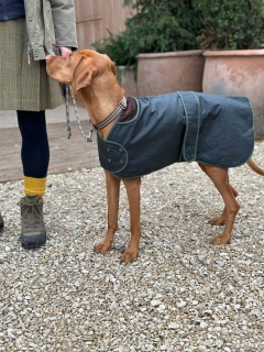 Traditional Hunter Green Waxed  Dog Coat