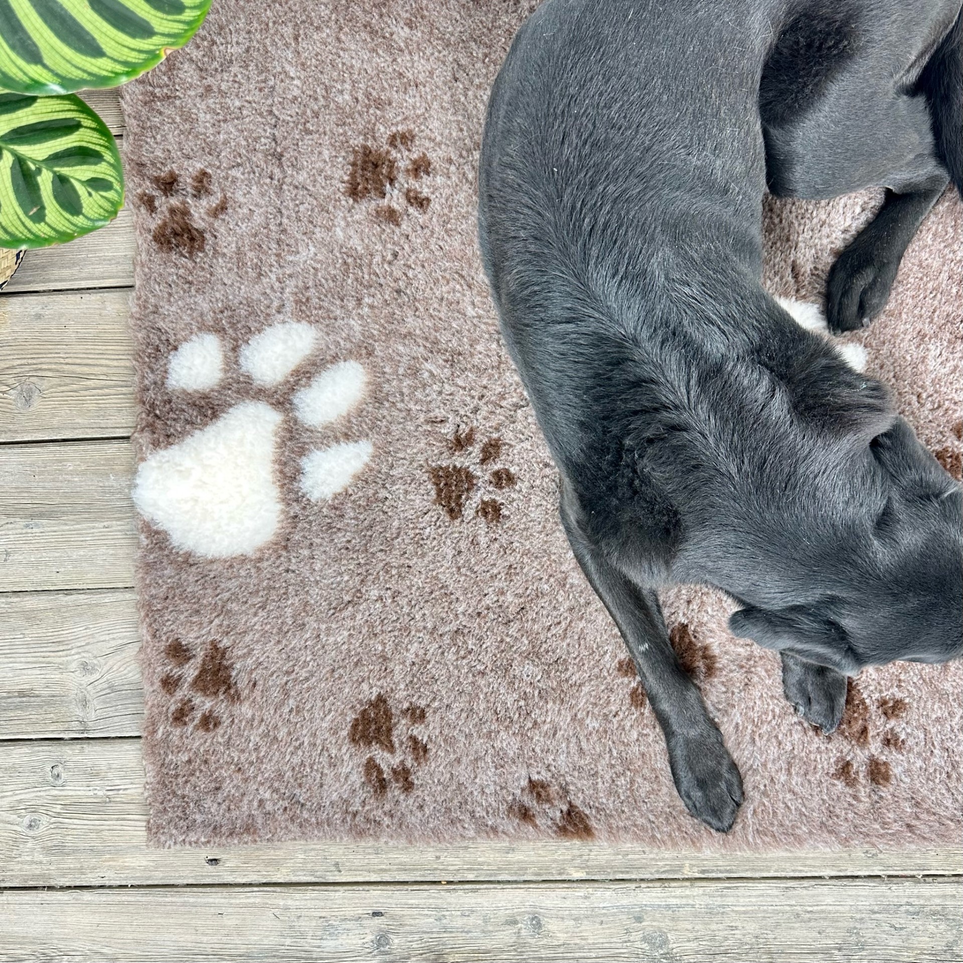 Chocolate Brown Large White Paw high grade Vet Bedding non-slip back bed fleece for pets