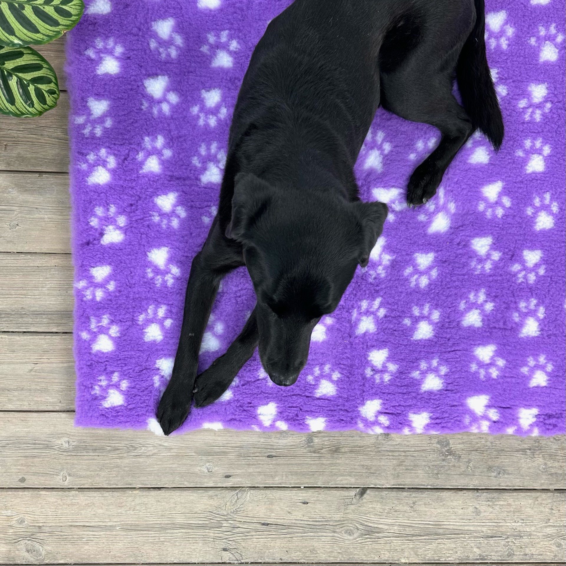 Purple White Paws high grade Vet Bedding non-slip back bed fleece for pets